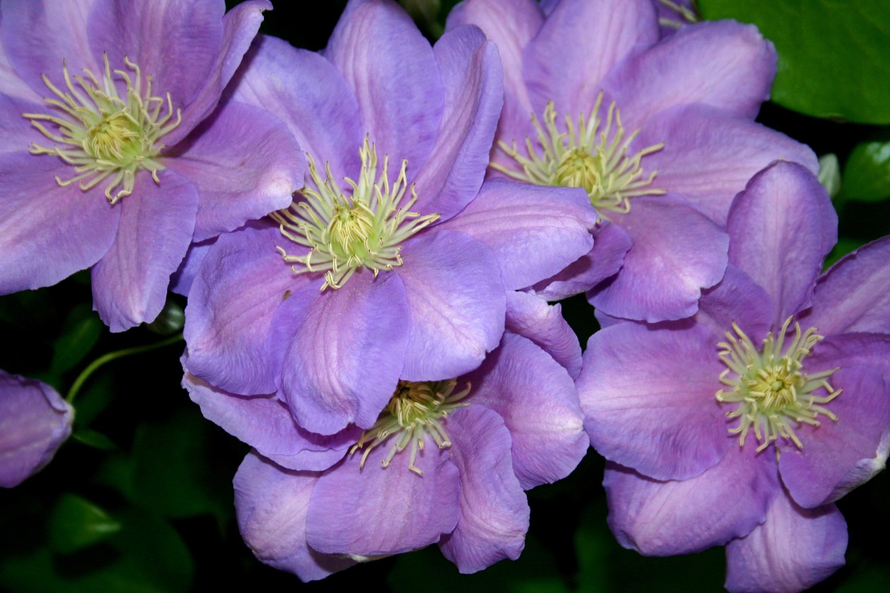 The Clematis Gang  av Sarah OToole