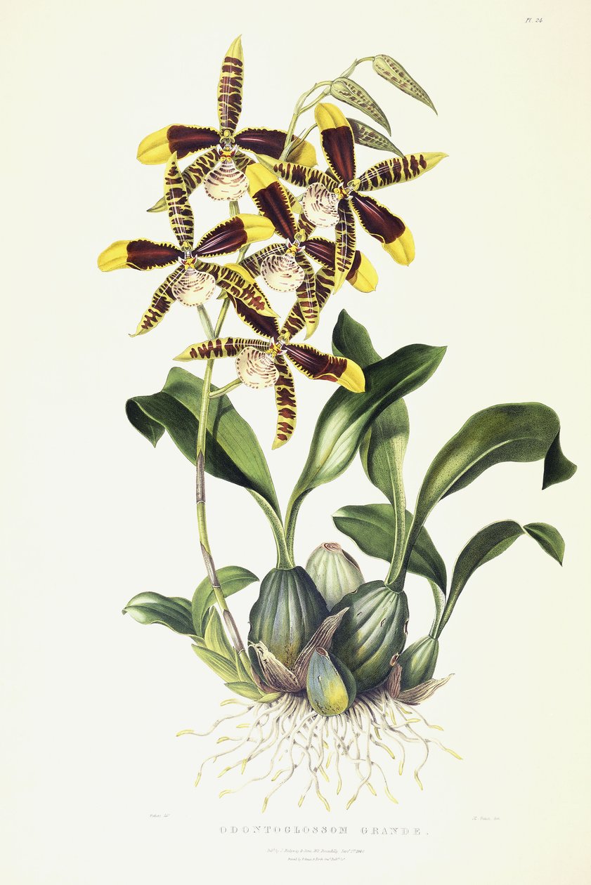 Odontoglossum Grande, c.1837-1843 av Miss Drake