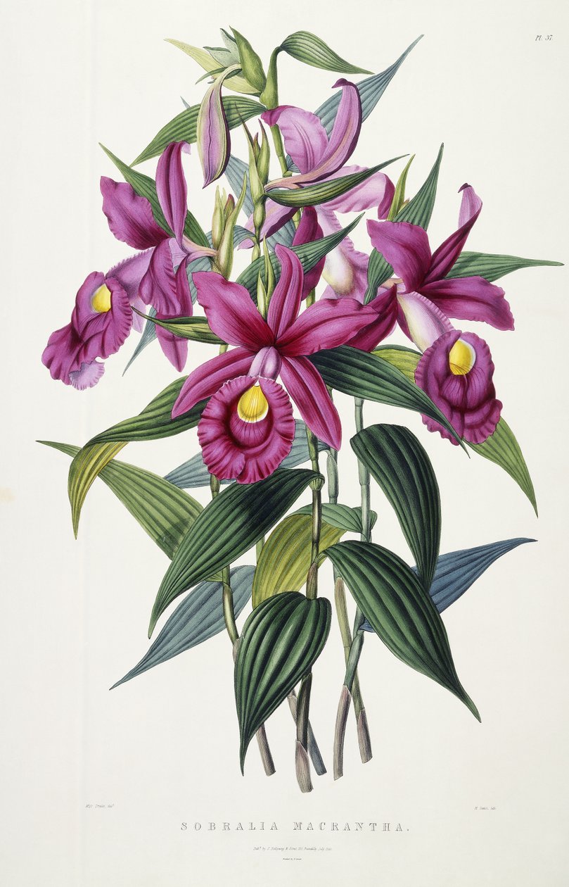Sobralia Macrantha, ca 1837-43 av Miss Drake