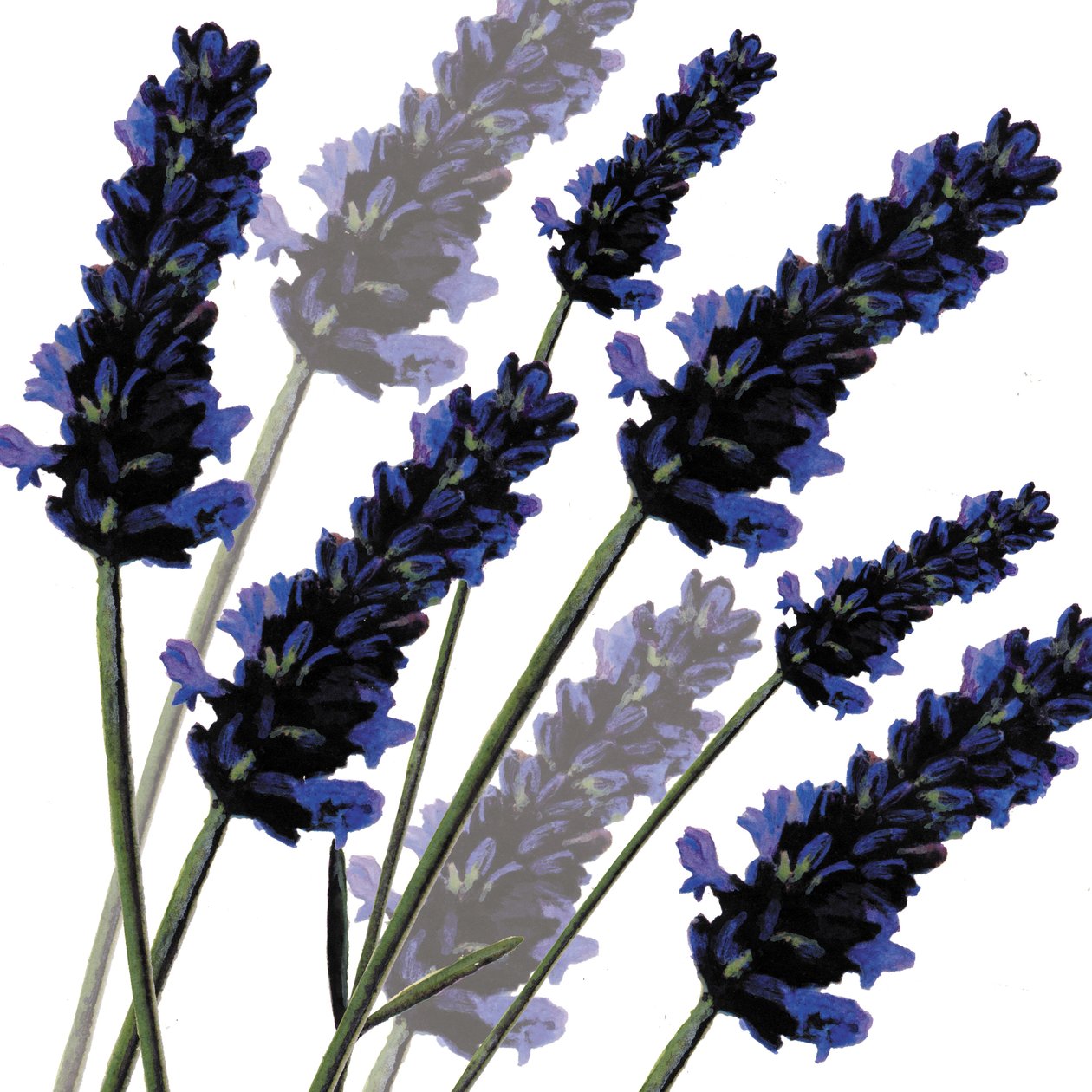 Sweet Lavender, 2004 (digital) av Sarah Hough