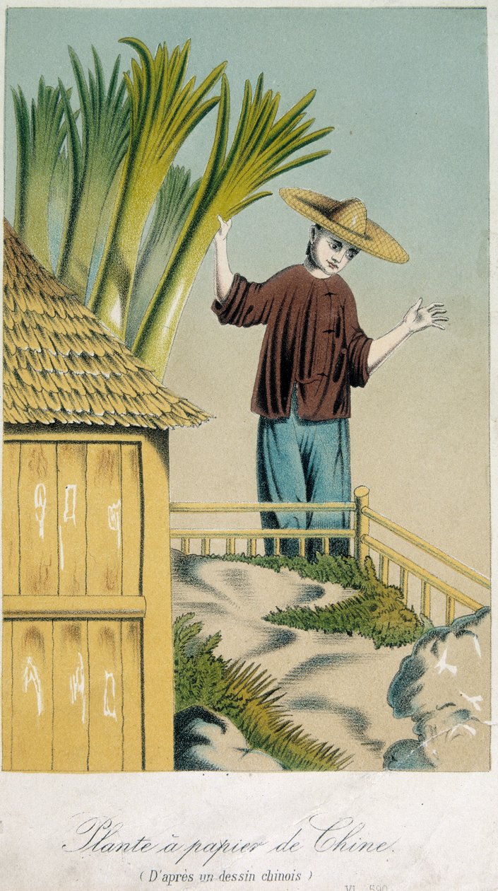 Kinesisk papirplante (farve litho) swed av School Chinese