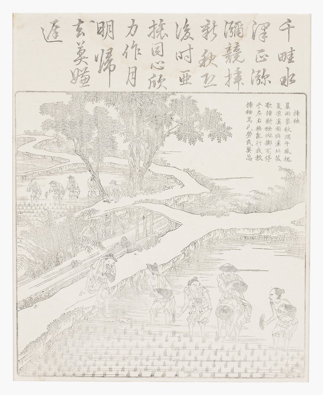 Plantera riset av School Chinese