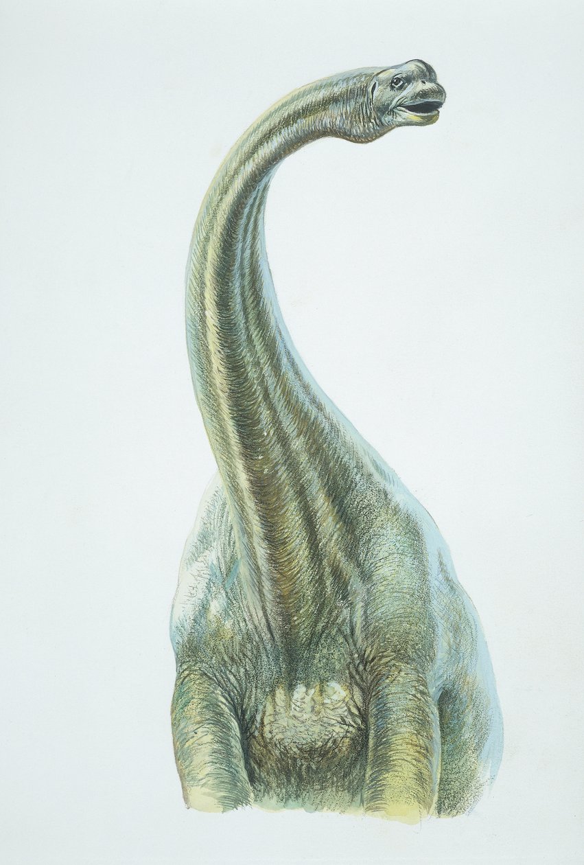 Brontosaurus, Jurassic period (färg litho) av School Italian