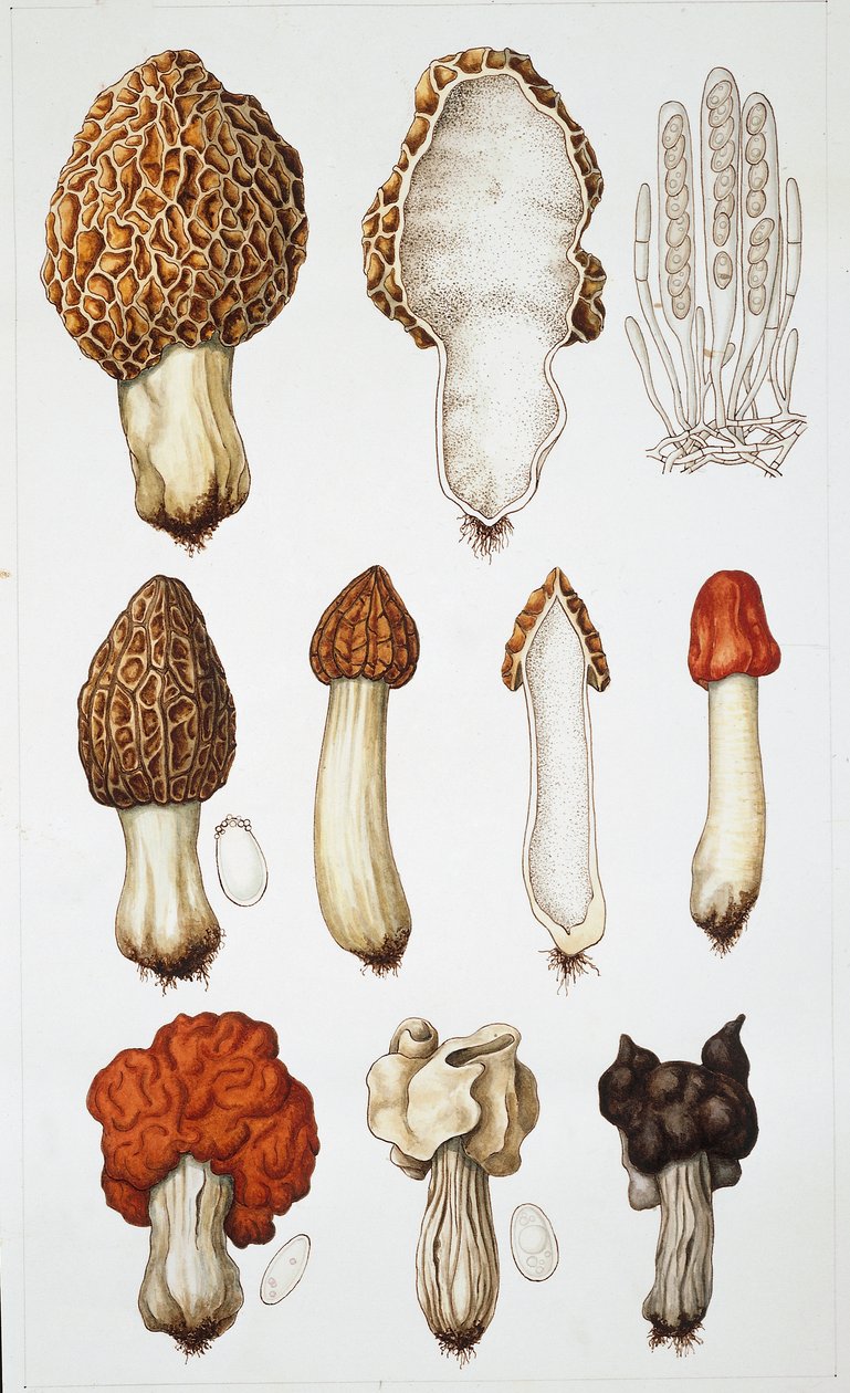Svamp (färg litho) av School Italian