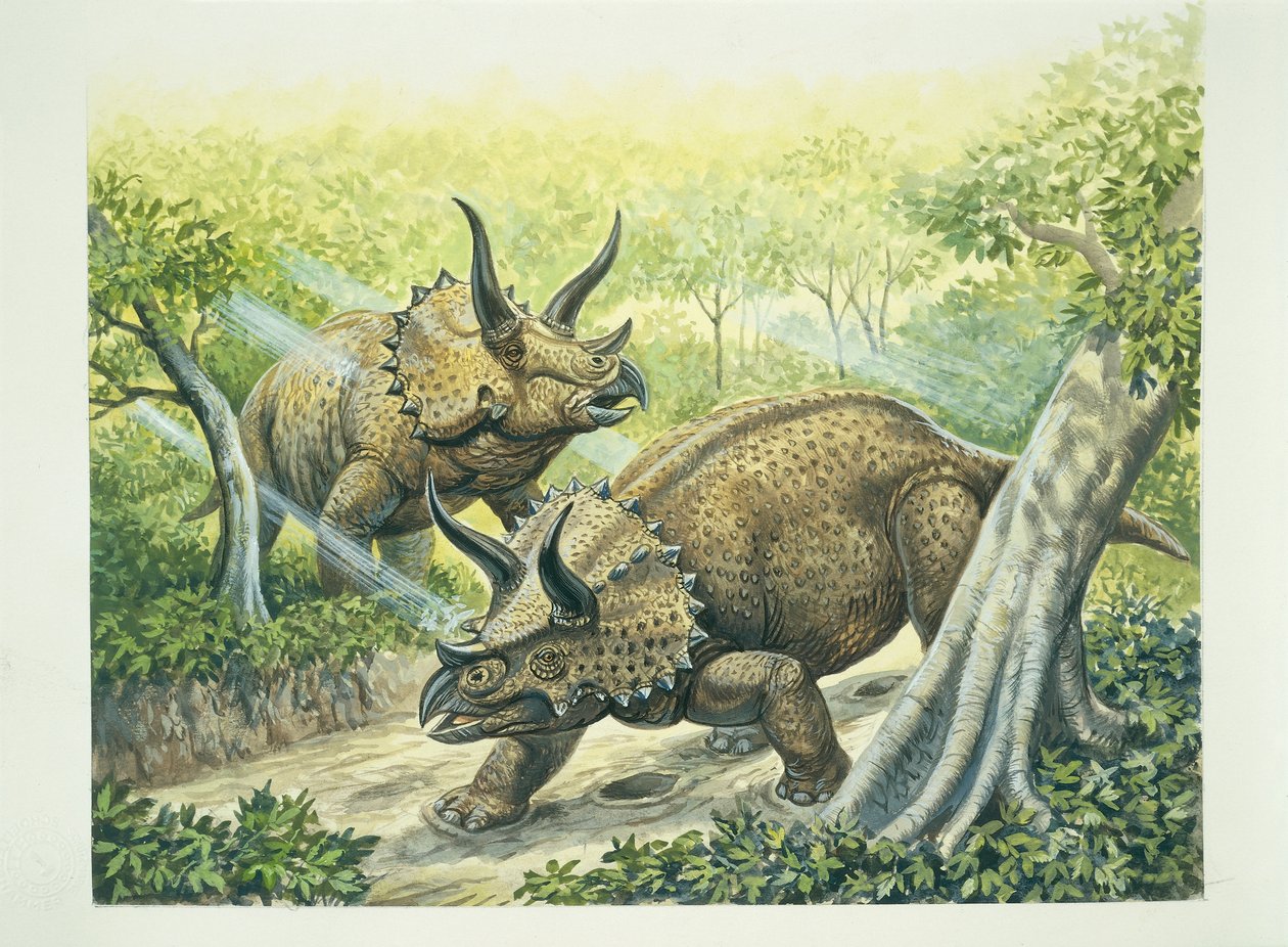 Triceratops horridus, kritaperiod (färg litho) av School Italian