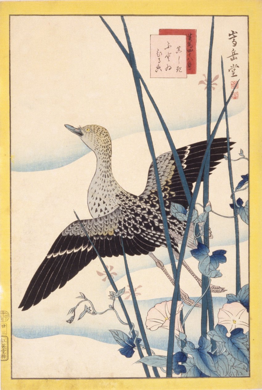 Vild anka av School Japanese