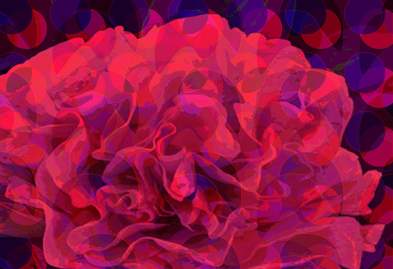 Nejlika (digital) av Scott J. Davis