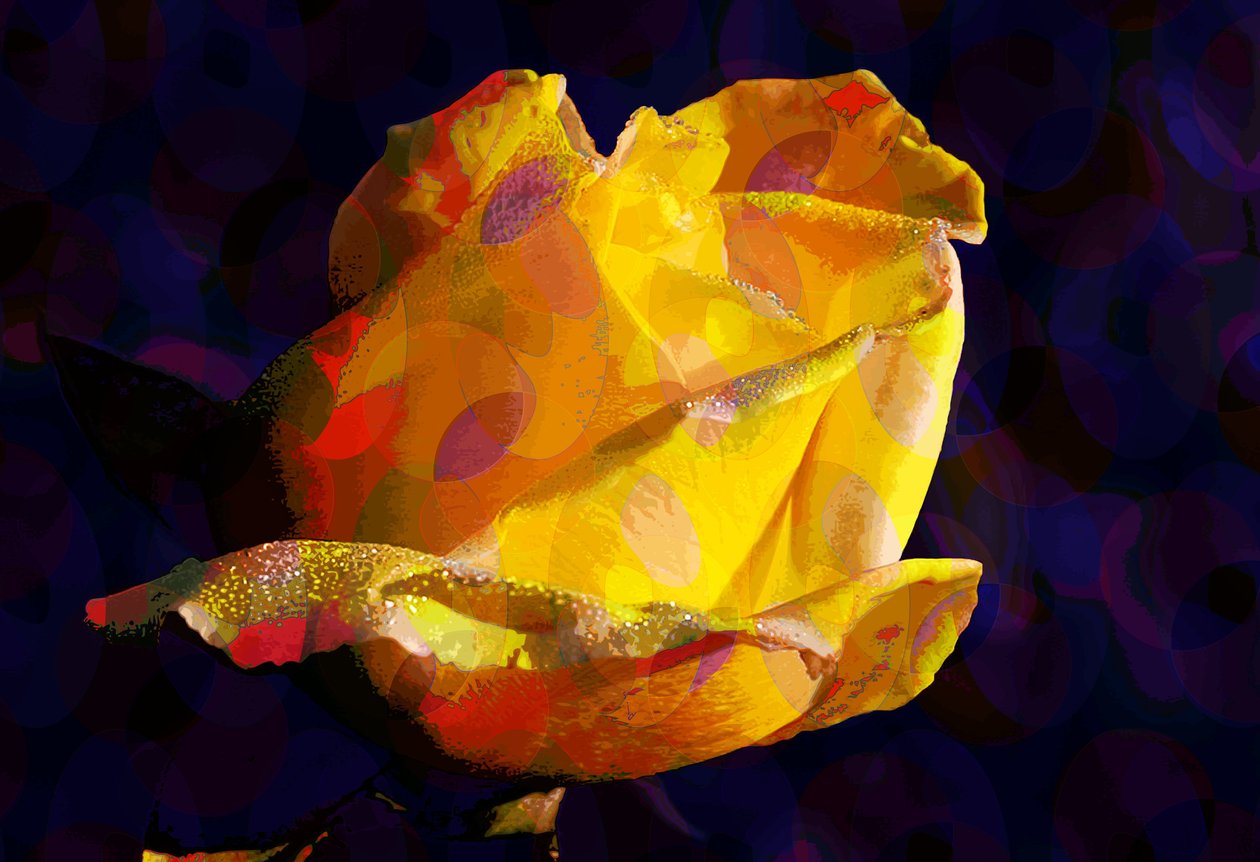 Gul ros (digital) av Scott J. Davis