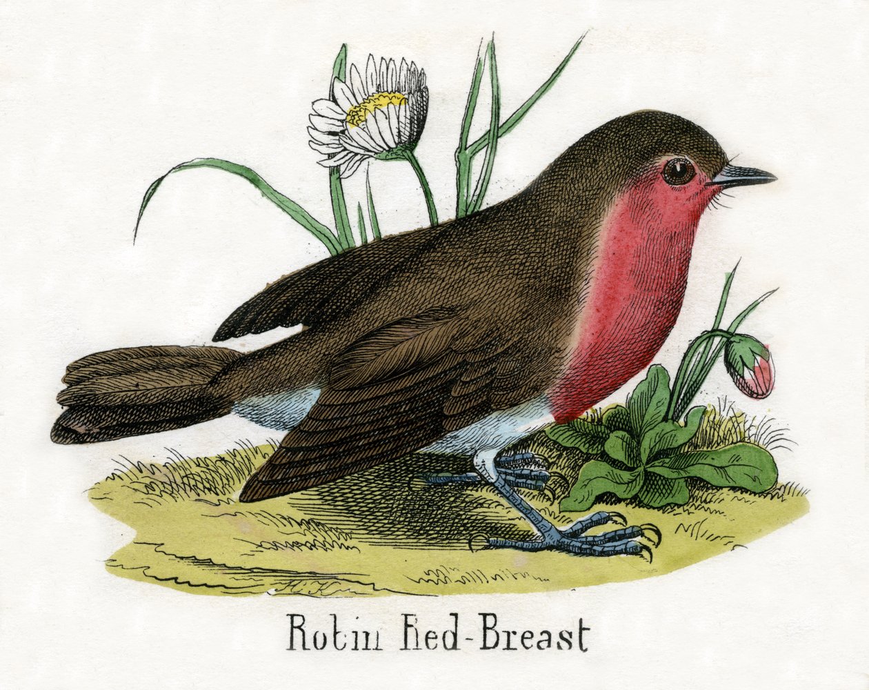 Antikt tryck av en europeisk Robin av Scottish School