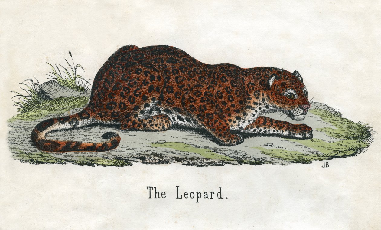 Antikt tryck av en afrikansk leopard av Scottish School
