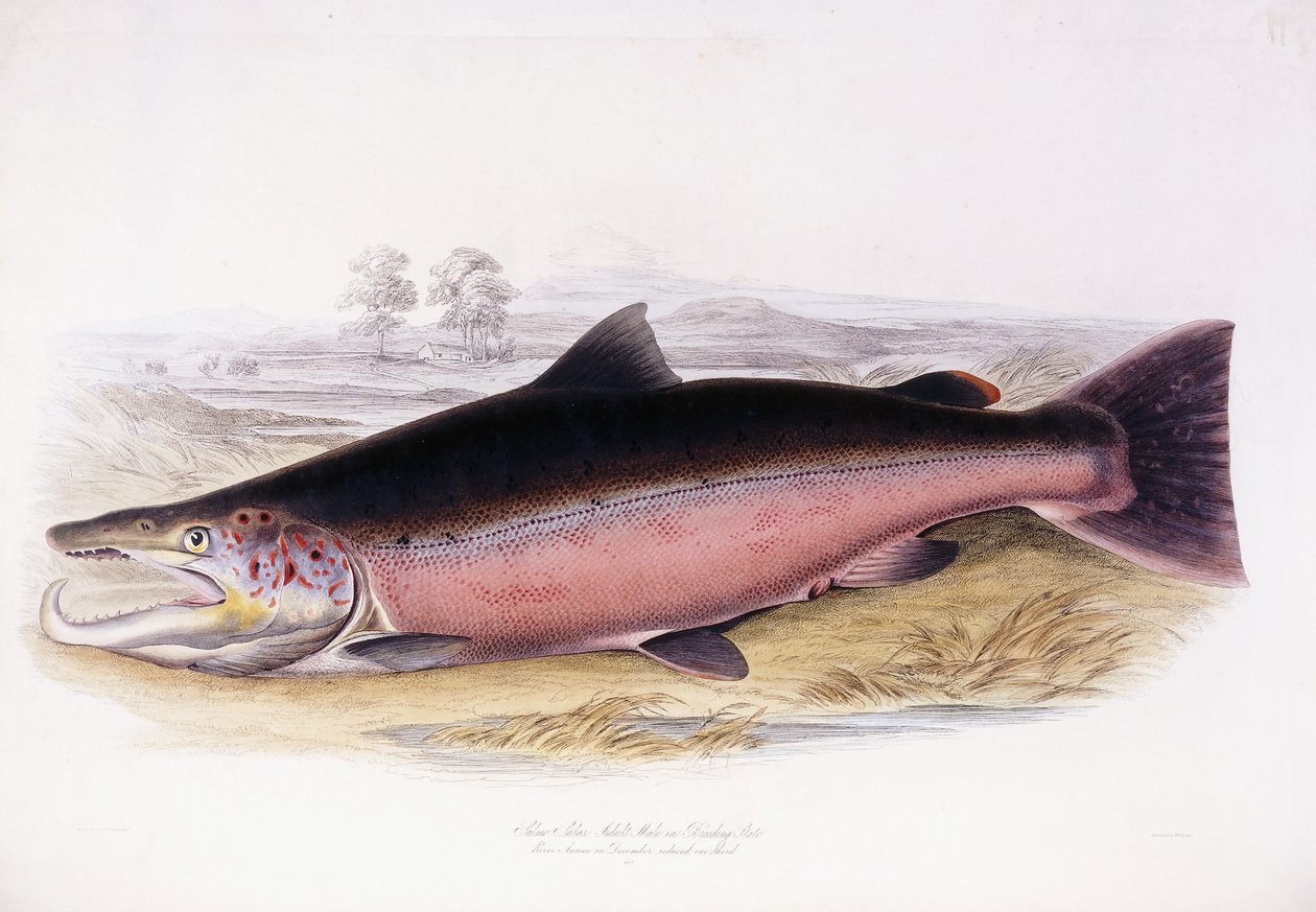 Salmo Salar av Scottish School