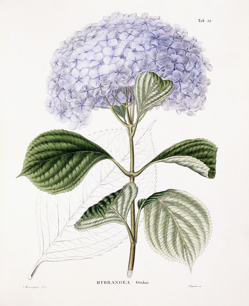 Hortensia Ottaksa, ca 1835-70 av Sebastian Minsinger
