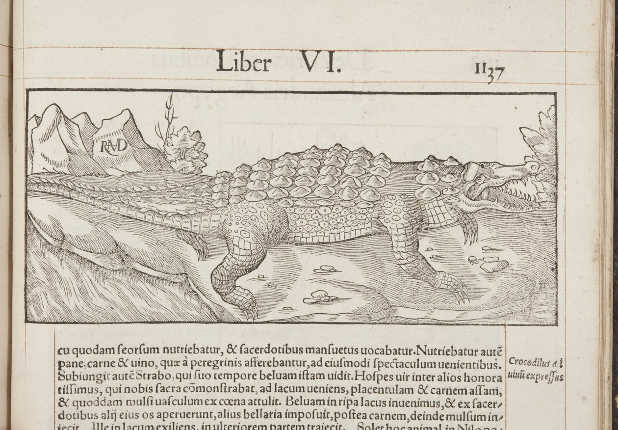 Cosmographia, Fol 1137, 1544 av Sebastian Munster