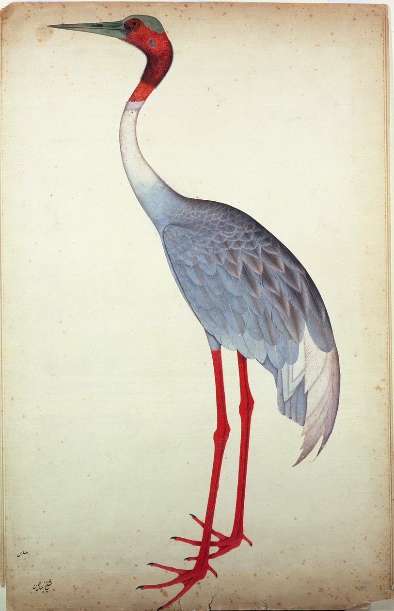 Sarus Crane, målad för Lady Impey i Calcutta, ca 1780 av Shaikh Zain ud Din
