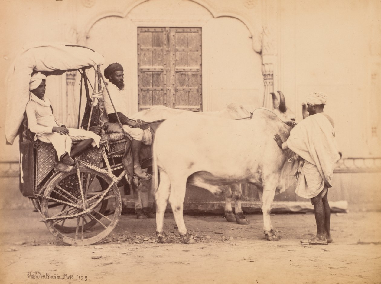 Bullock Cart, Delhi av Shepherd and Robertson