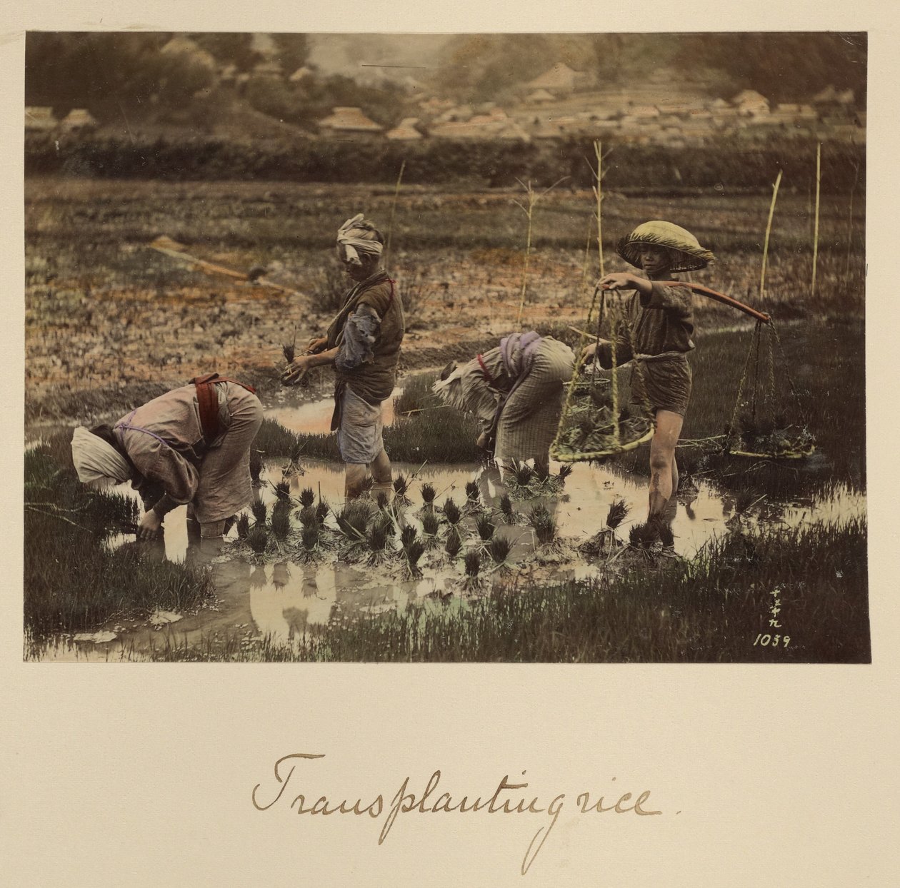 Transplantering av ris av Shinichi Suzuki