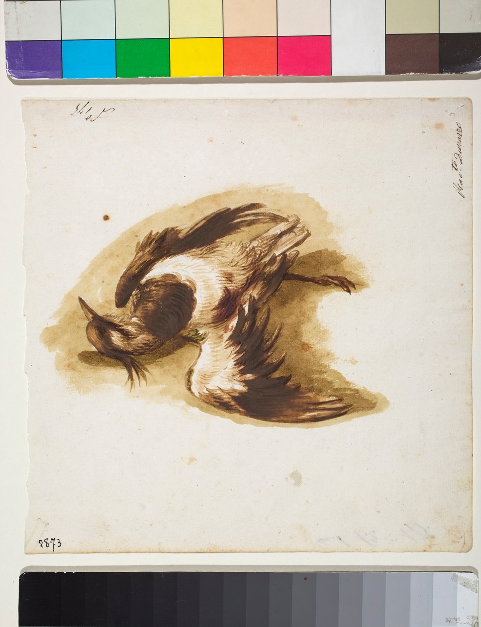 The Dead Lapwing (teckning) av Sinibaldo Scorza