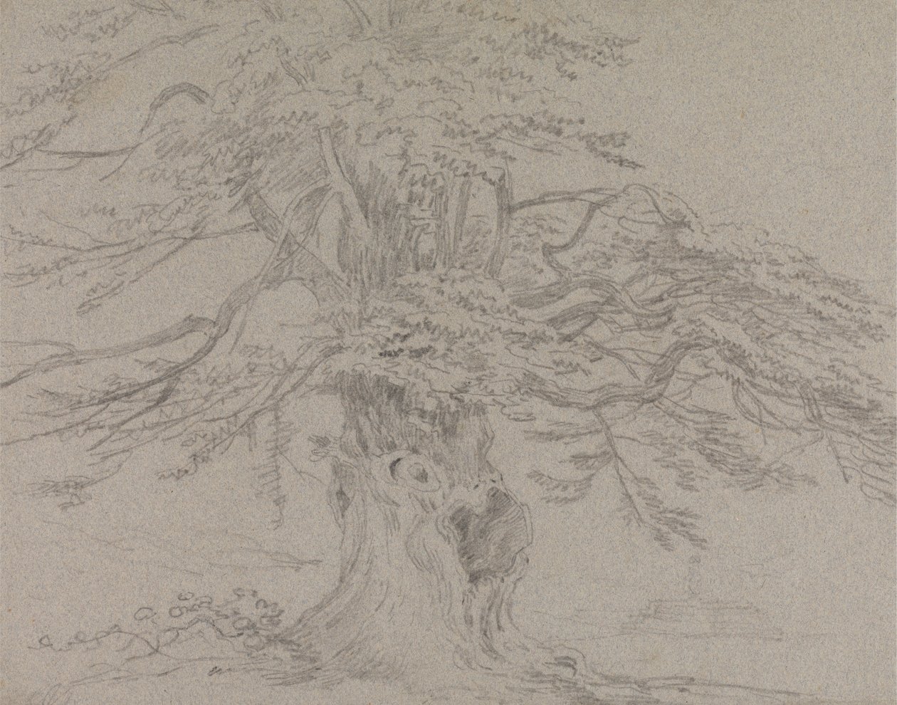 Trädstudie av Sir George Howland Beaumont seventh Baronet