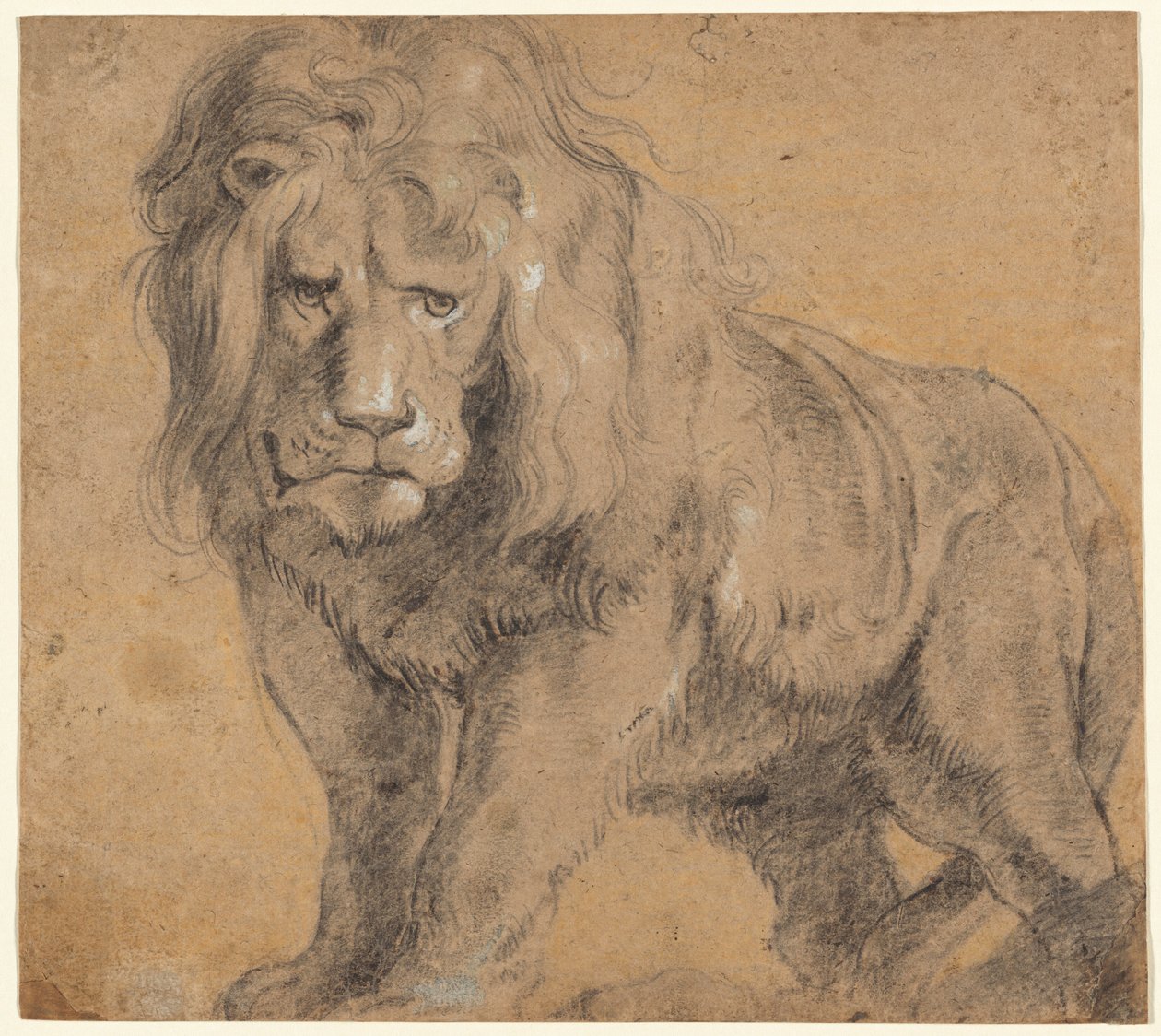 Lejon av Sir Peter Paul Rubens