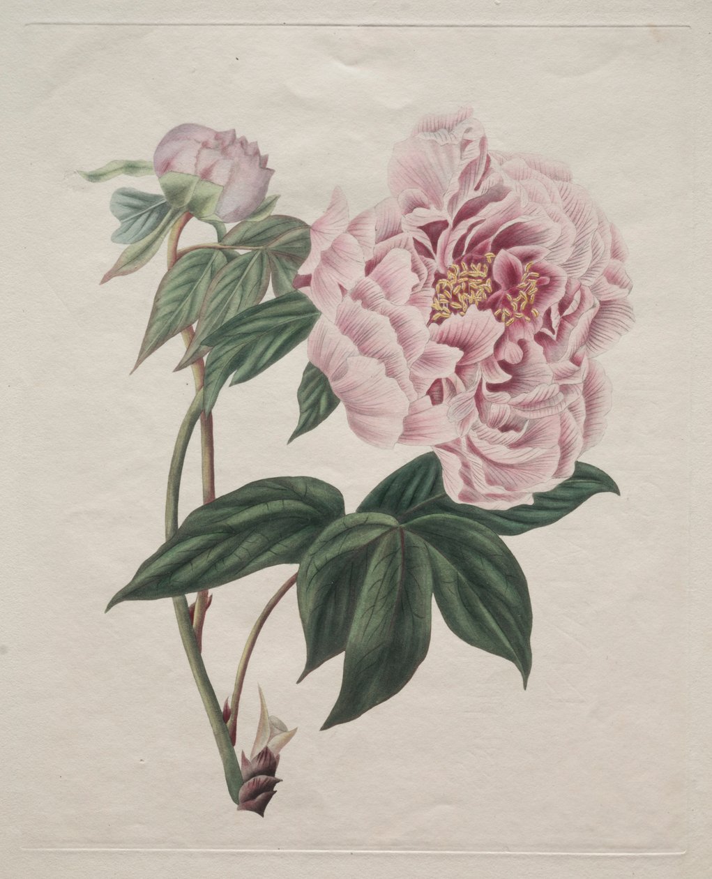 Kinesisk trädpion Paeonia suffruticosa, ca. 1820. av Smith