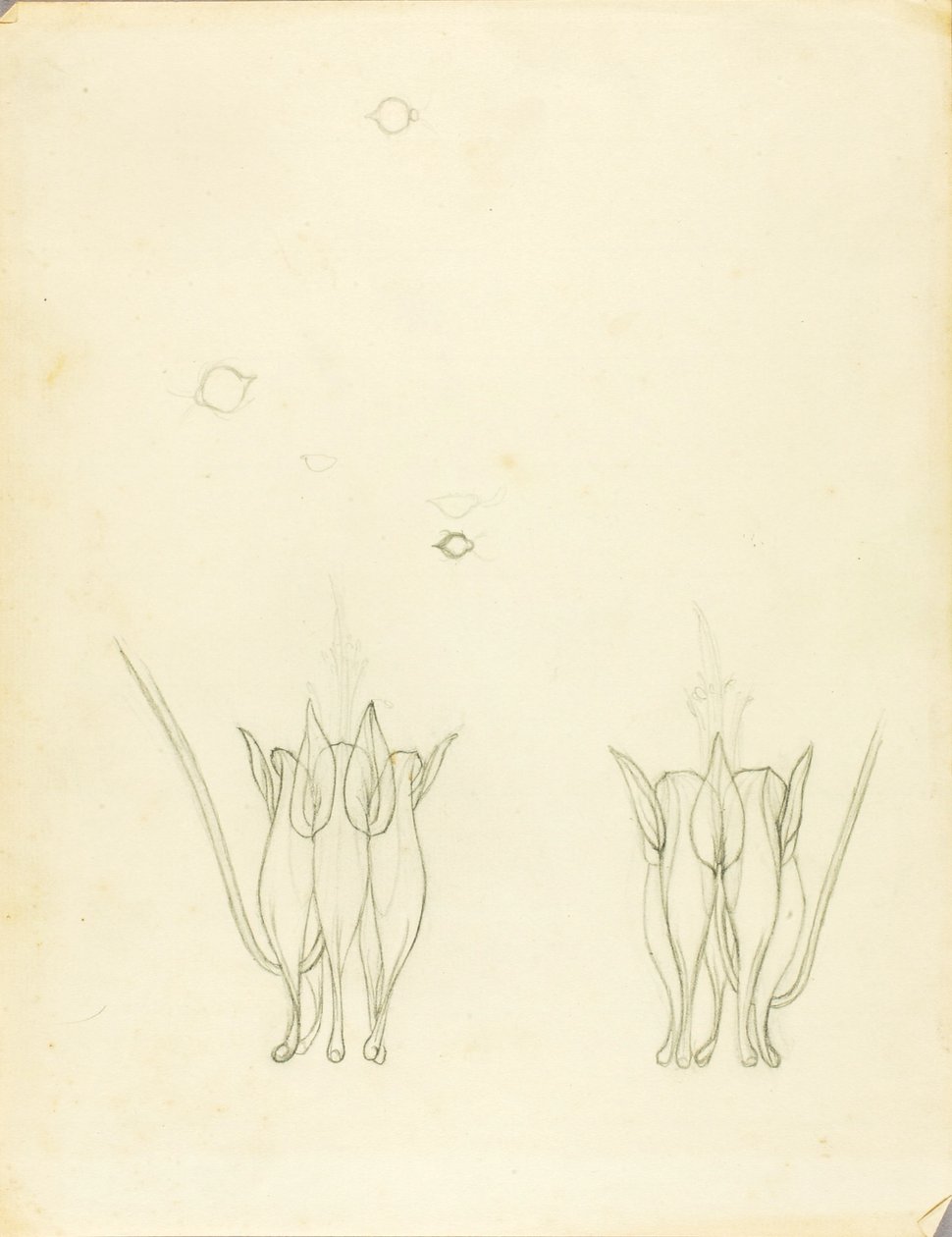 Acacias av Solon H. Borglum