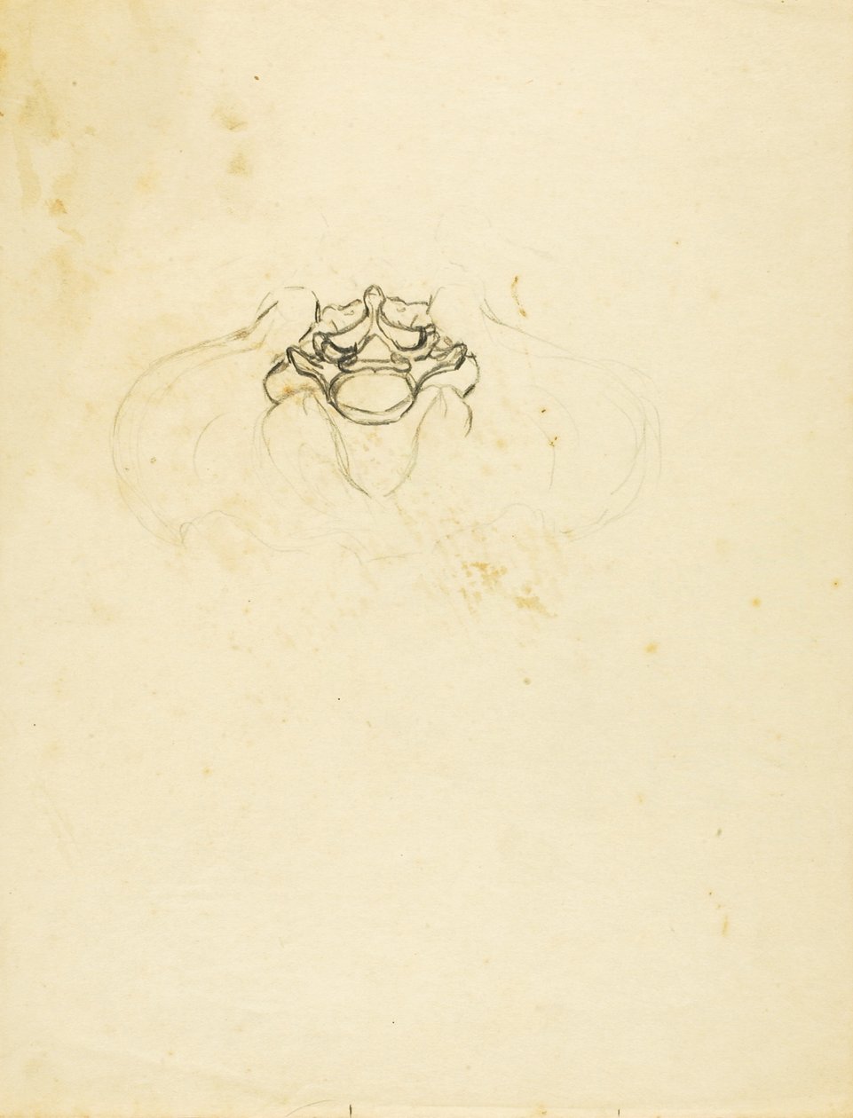 Pelvis av Solon H. Borglum
