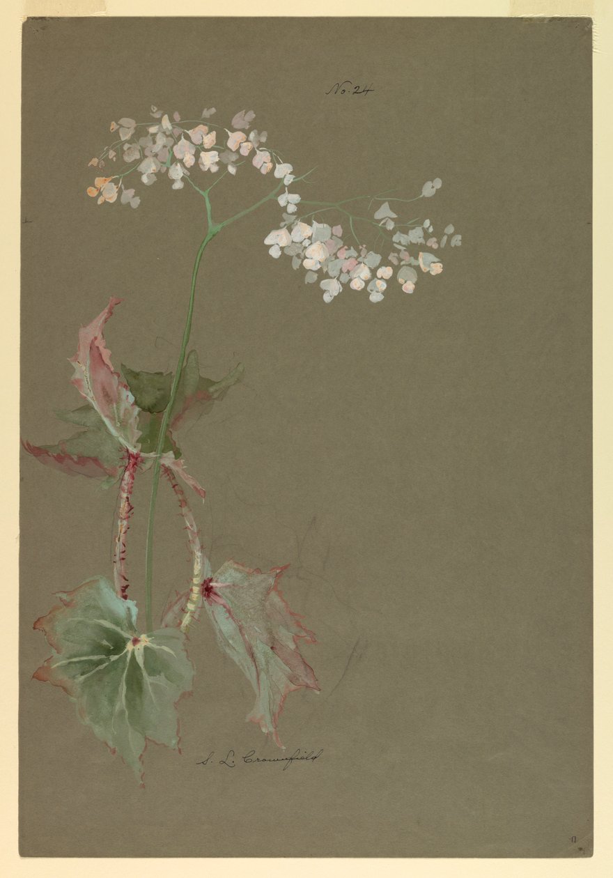 Ritning, studie av Sophia L. Crownfield
