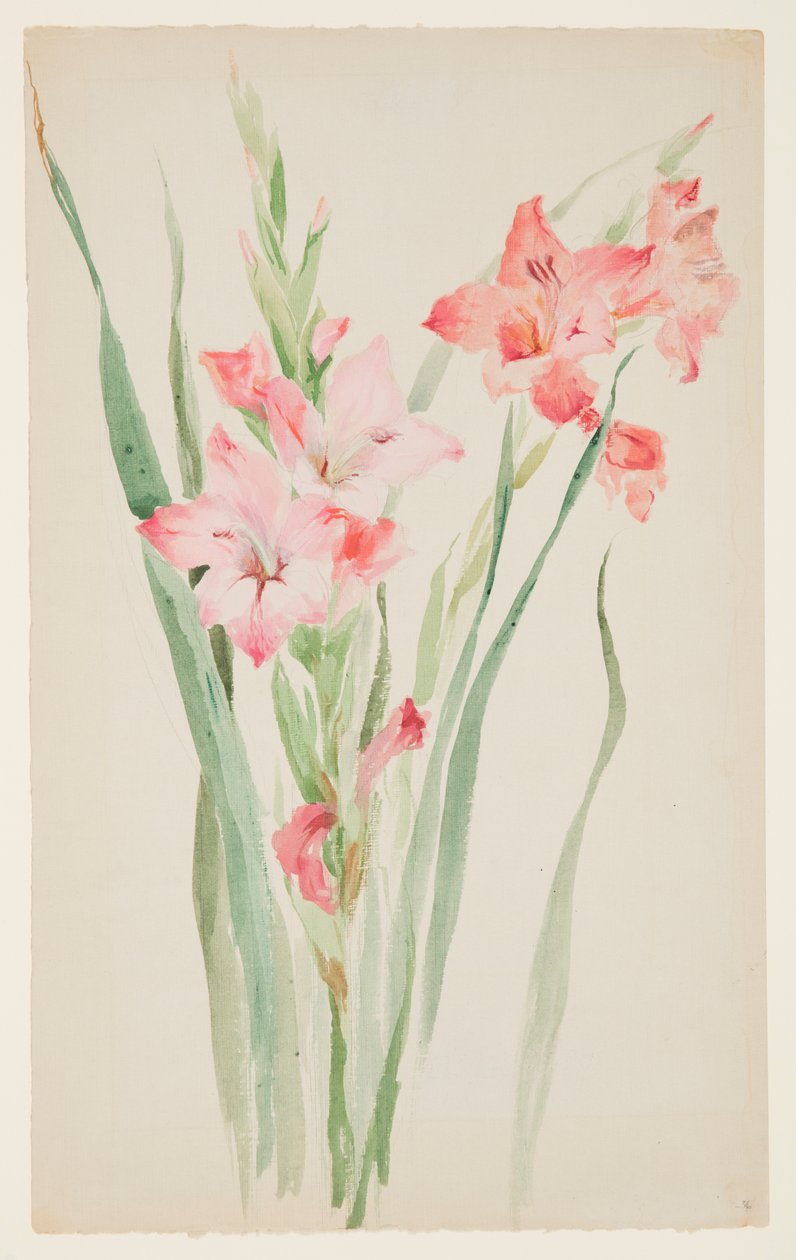 Studie av amarylliser av Sophia L. Crownfield