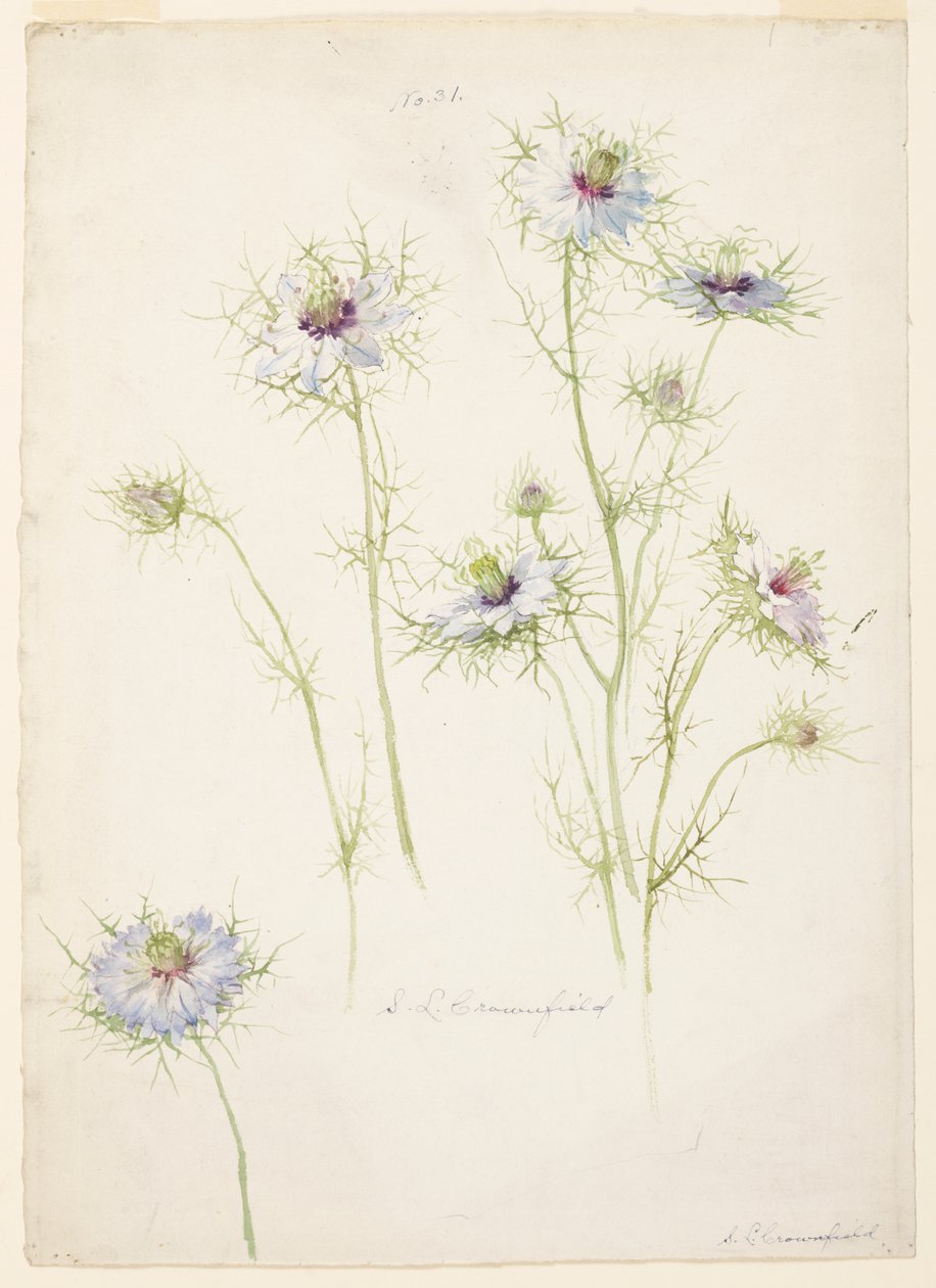Studie av Love-in-a-mist av Sophia L. Crownfield