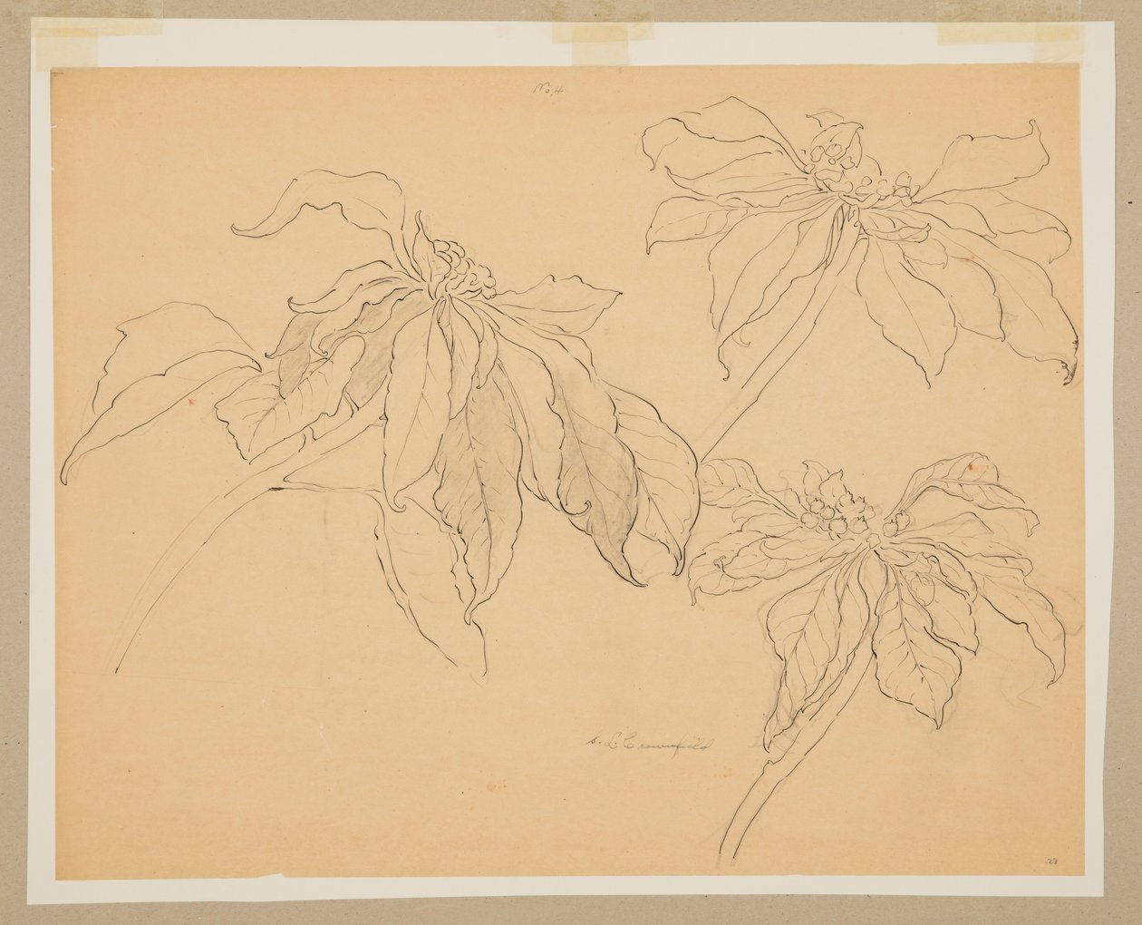 Studie av julstjärnor av Sophia L. Crownfield