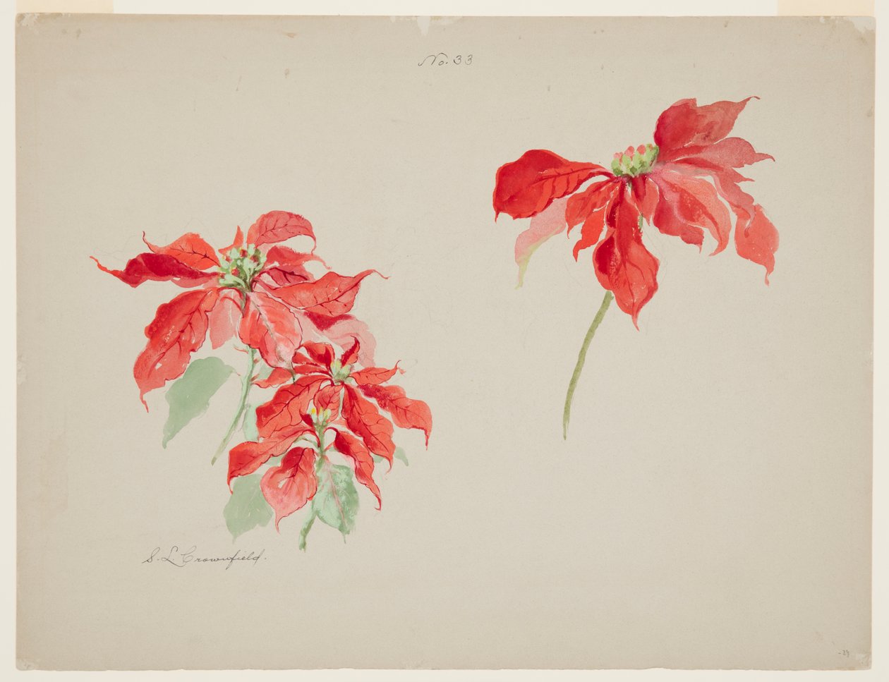 Studie av röda julstjärnor av Sophia L. Crownfield