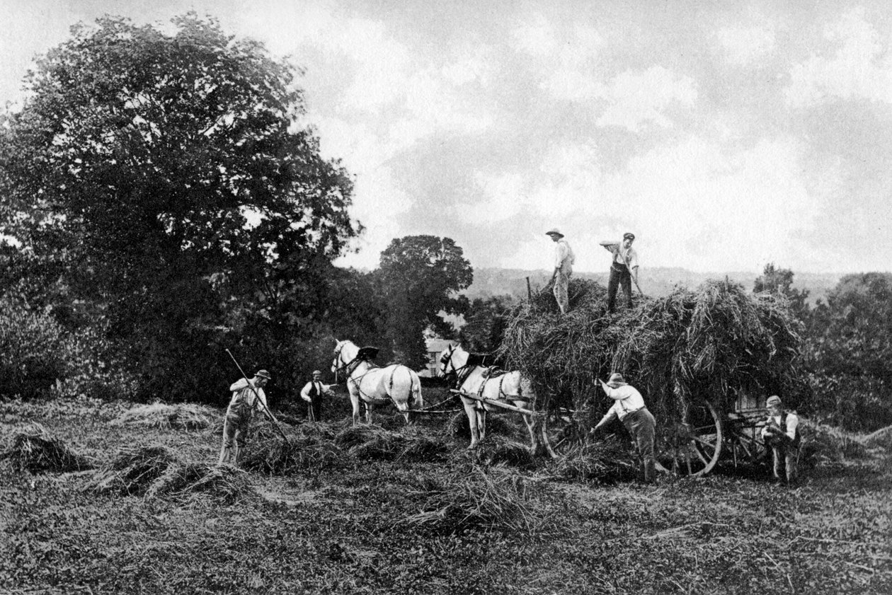 Höslagning, 1911-1912. av Sprague and Co