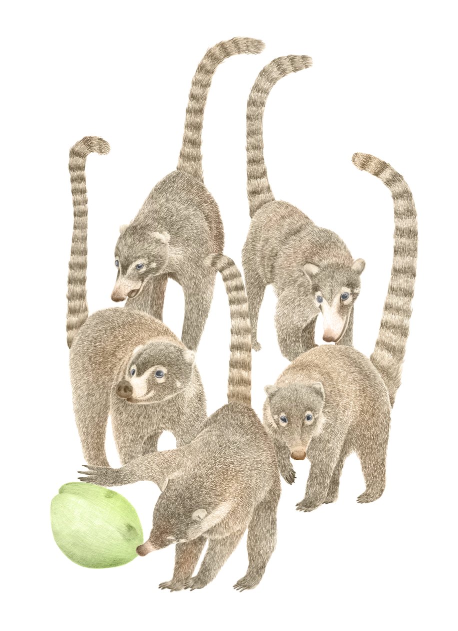 Costa Rica Coatis, 2019 (grafitpenna  digital) av Stacy Hsu