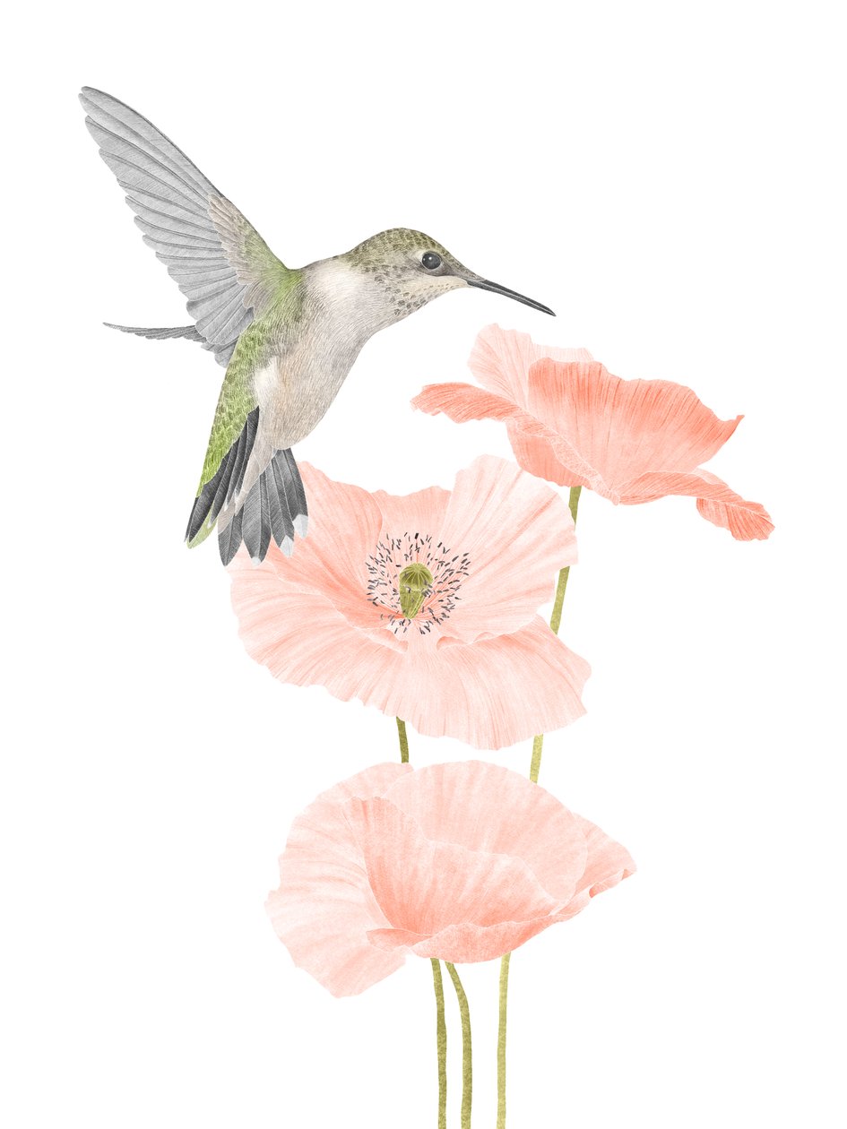 Hummingbird Garden, 2020 (grafitpenna  digital) av Stacy Hsu