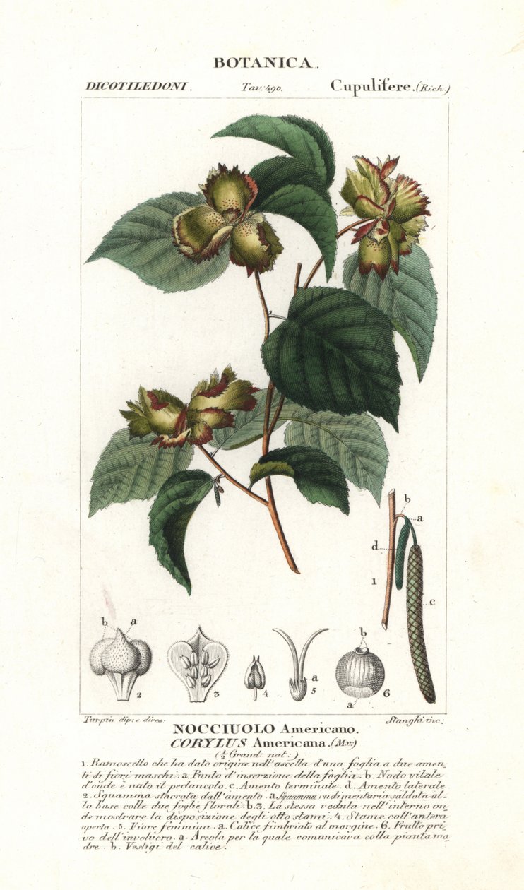 Amerikansk hasselnöt, Corylus americana av Stanghi Stanghi