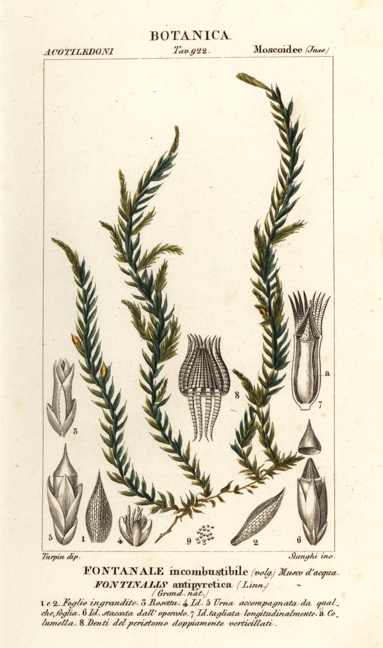 Antifever fontinalis mossa, Fontinalis antipyretica av Stanghi Stanghi