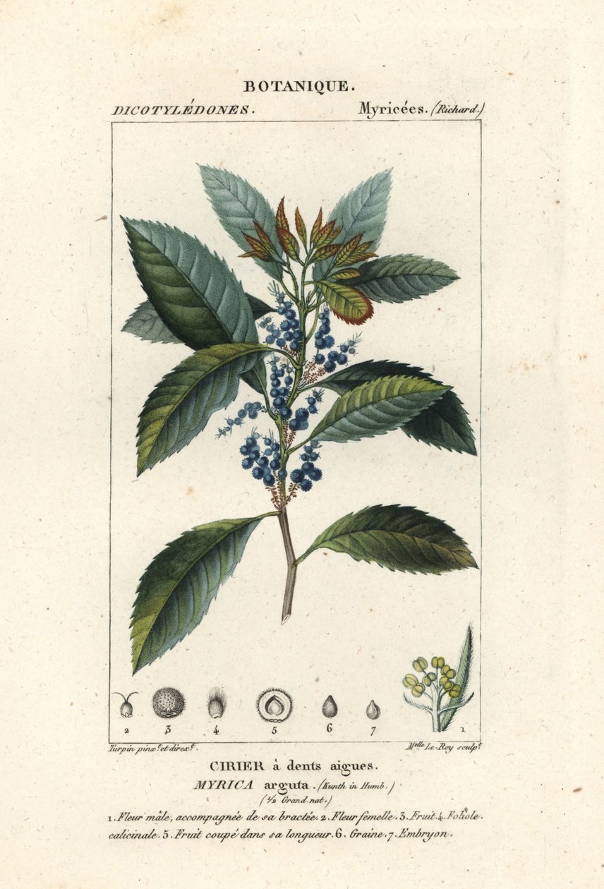 Bayberry, Morella pubescens av Stanghi Stanghi