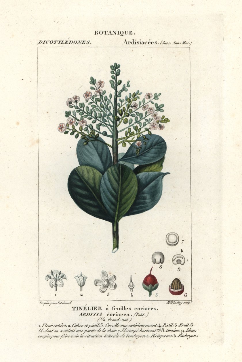 Nötved, Ardisia coriacea av Stanghi Stanghi