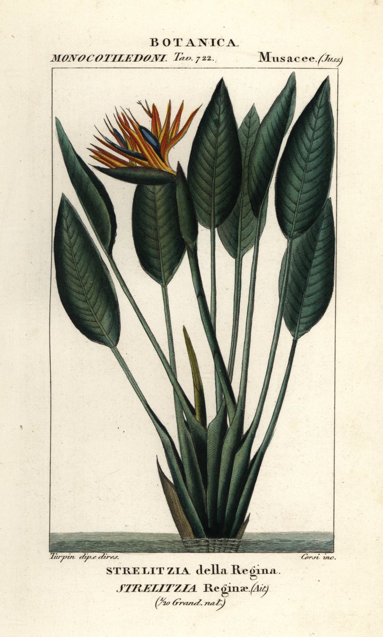 Paradisfågel, Strelitzia reginae av Stanghi Stanghi