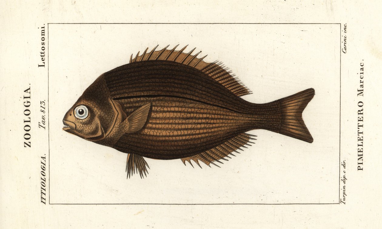 Mässingsfärna, Kyphosus vaigiensis av Stanghi Stanghi