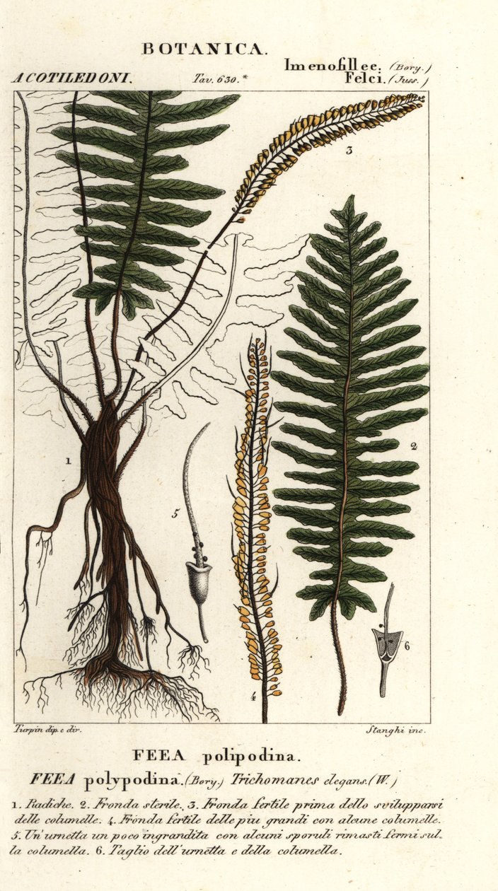 Borstormbunke, Trichomanes elegans av Stanghi Stanghi