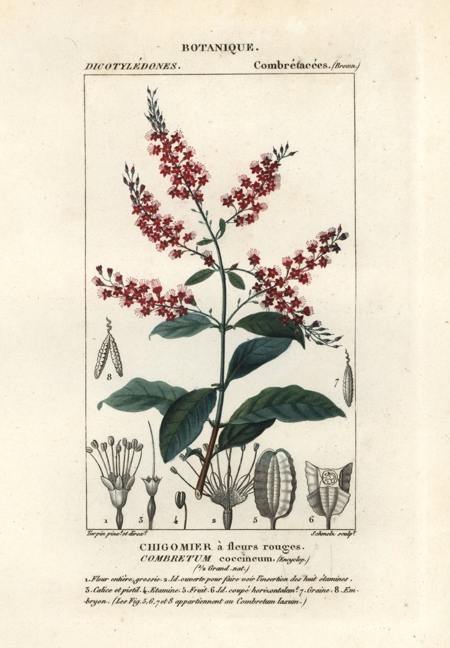 Bushwillow, Combretum coccineum av Stanghi Stanghi