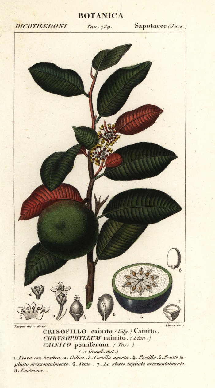 Cainite, Chrysophyllum cainite av Stanghi Stanghi