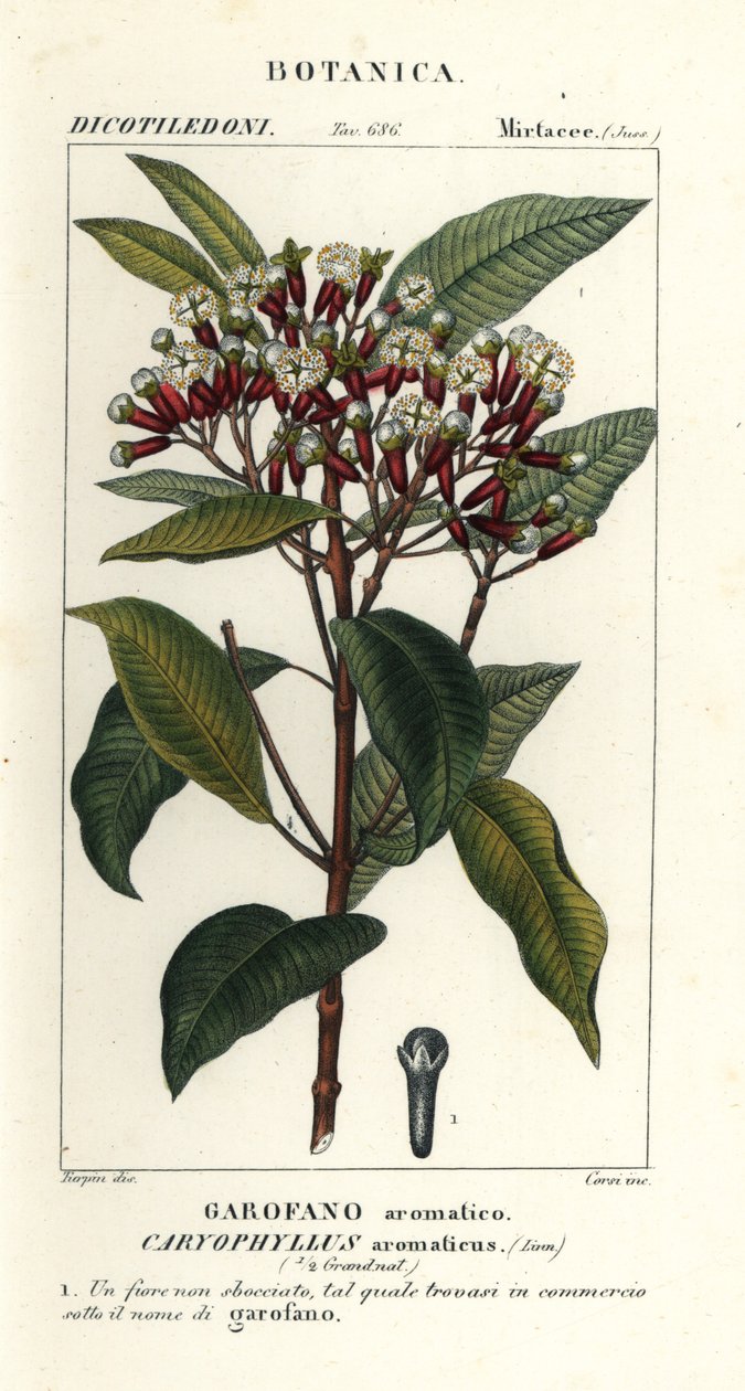 Kryddnejlika, Syzygium aromaticum av Stanghi Stanghi