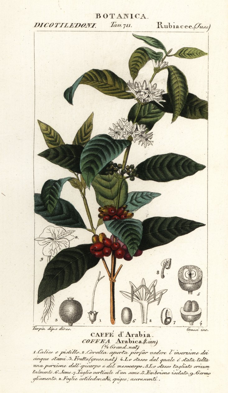 Kaffe, Coffea arabica, Caffe d’Arabia av Stanghi Stanghi