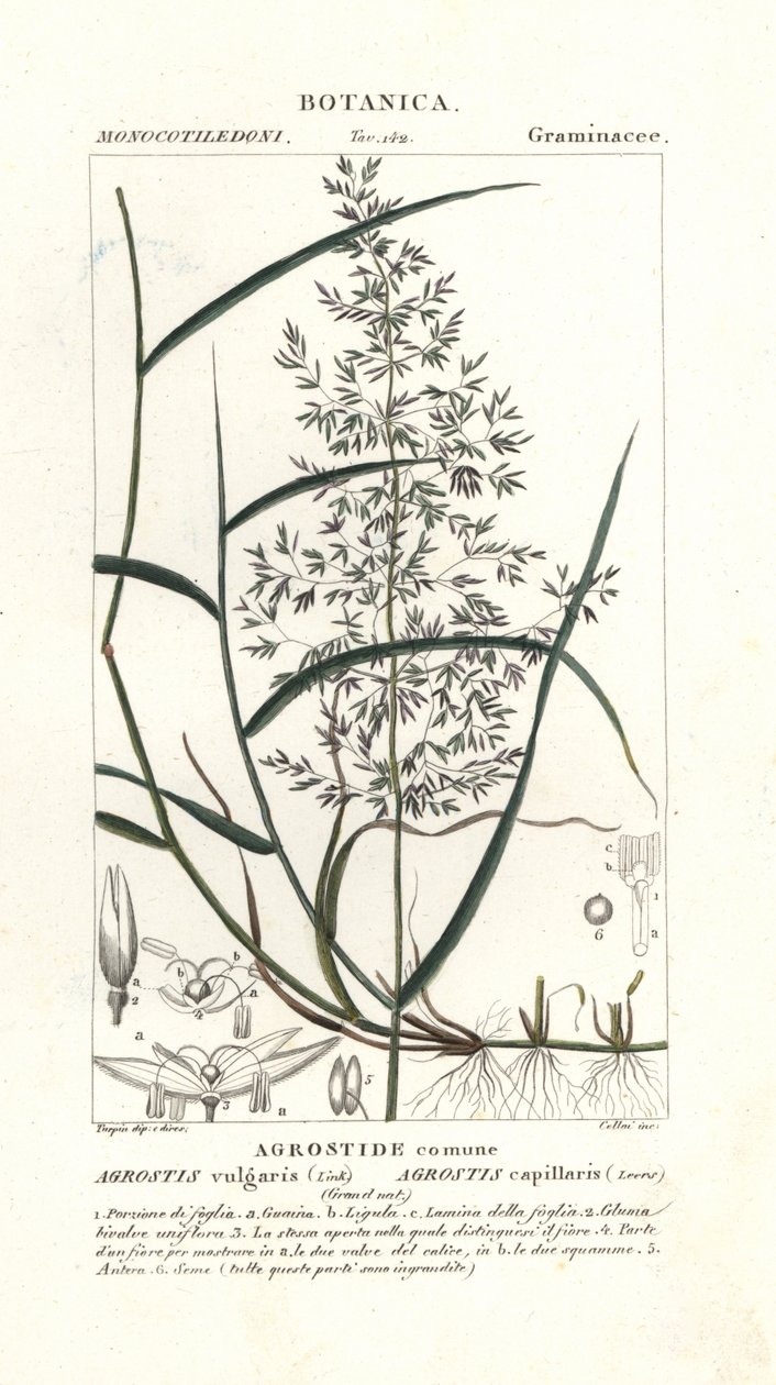 Vanlig böjd, Agrostis capillaris av Stanghi Stanghi