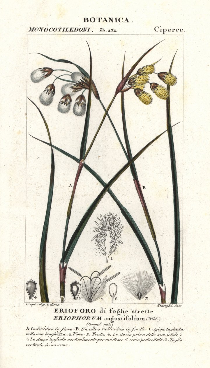 Bomullsgräs eller bomullssvala, Eriophorum angustifolium av Stanghi Stanghi