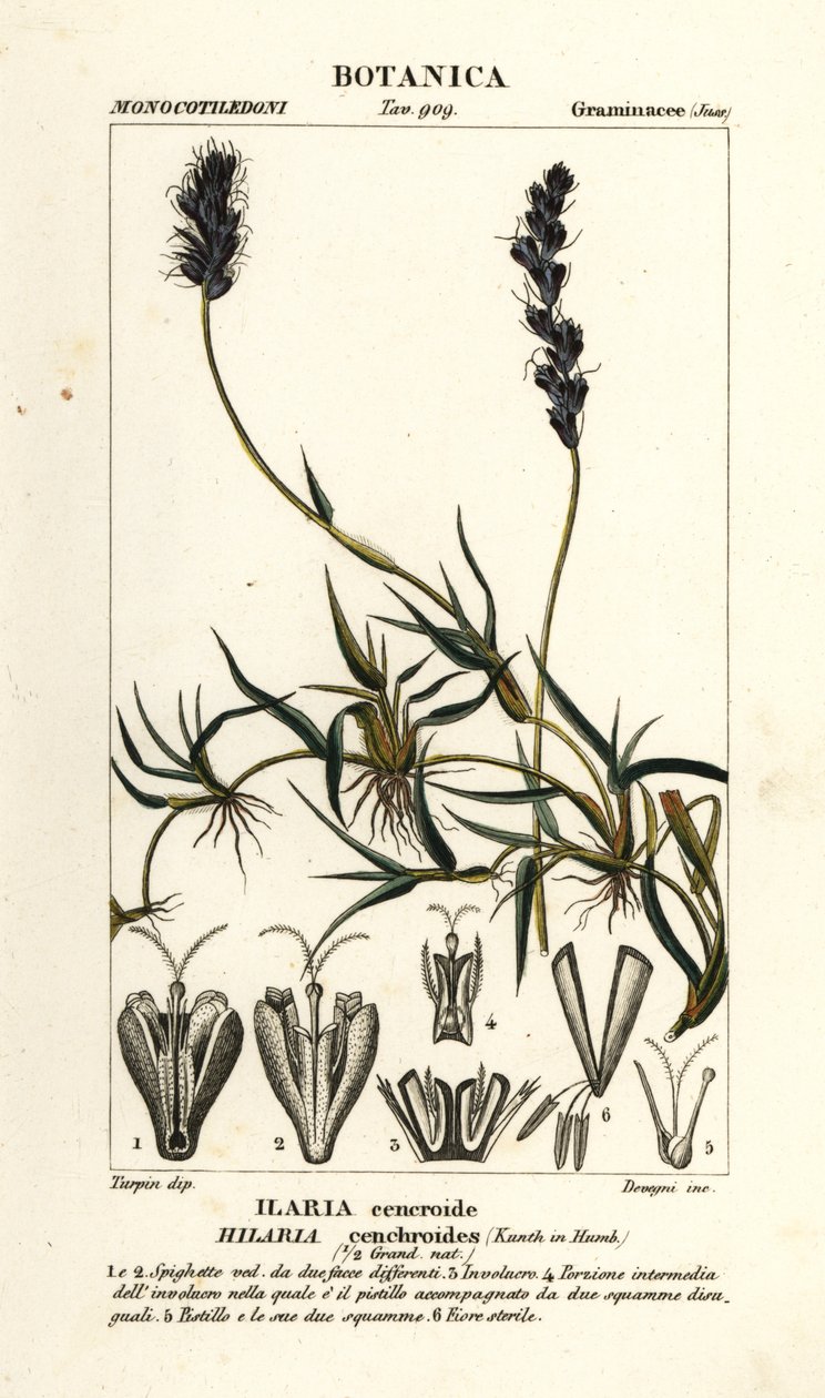 Lockigt mesquite, Hilaria cenchroides av Stanghi Stanghi