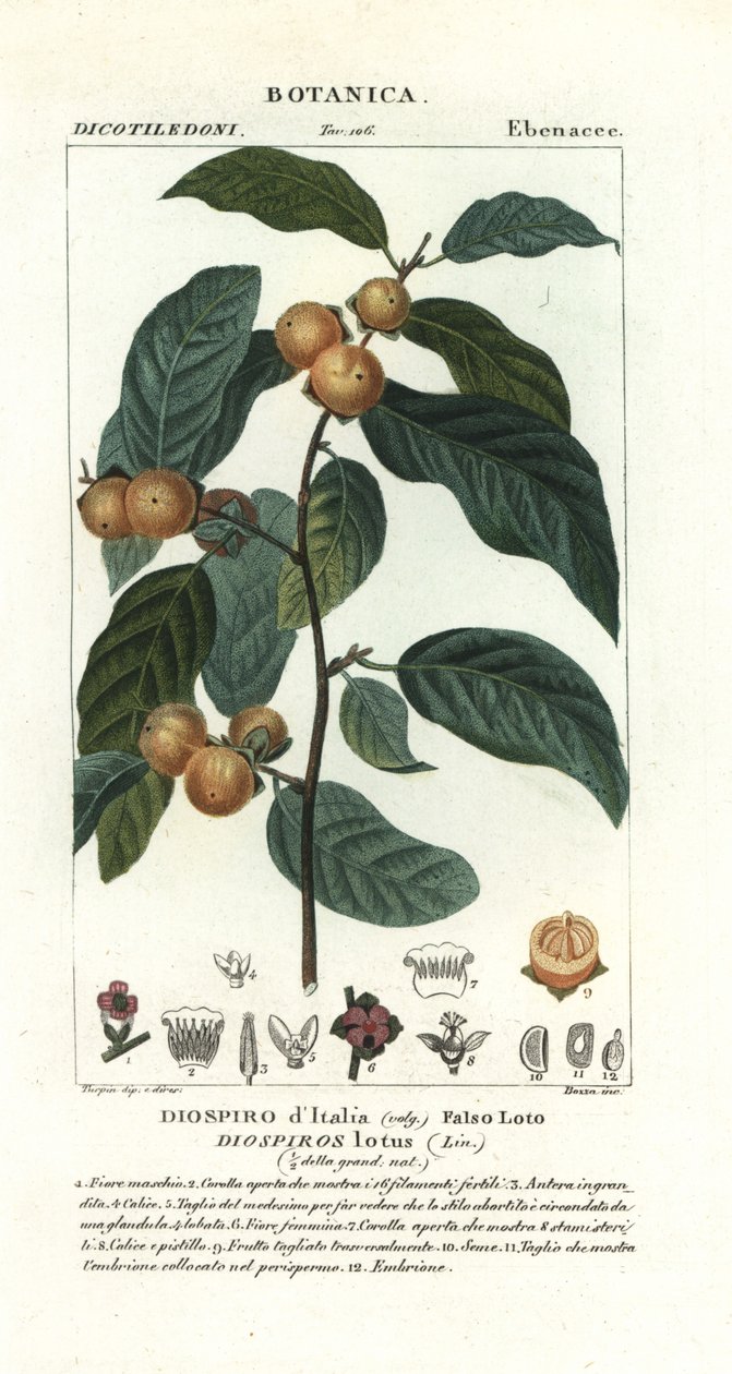 Dadelplommon, Diospyros lotus av Stanghi Stanghi