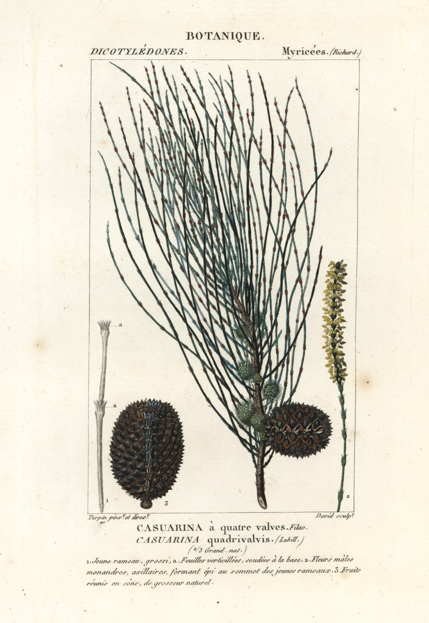 Hängande sheoak, Allocasuarina verticillata av Stanghi Stanghi